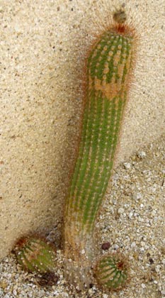 penis shaped cactus